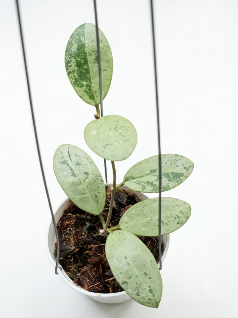hoya eliptica silver