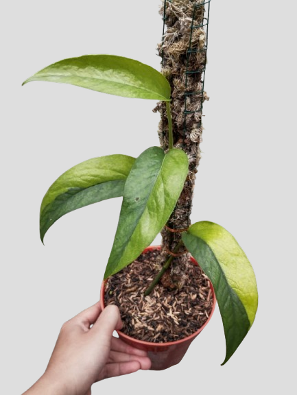epiprenum sp pangrango